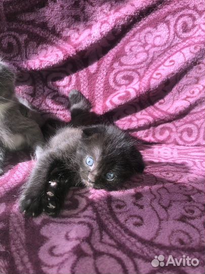 Шотландская