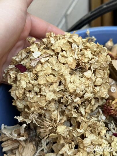 Сухоцветы. Гвоздики, розы, гортензии