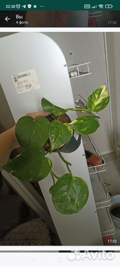 Эпипремнум