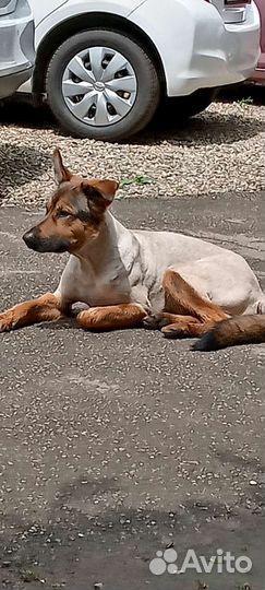 Собака в добрые руки отдам бесплатно