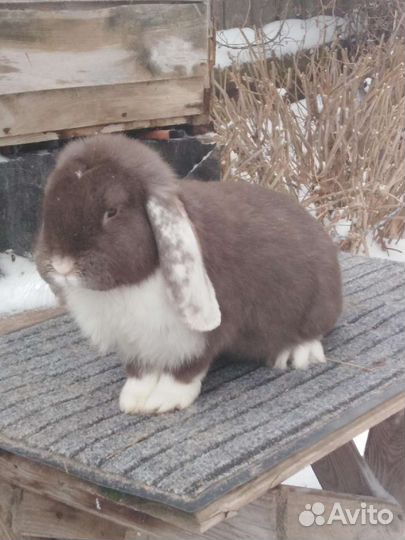 Кролики мясных пород