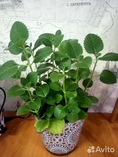 Комнатная мята плектрантус лимонная