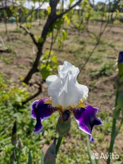 Ирис сортовые