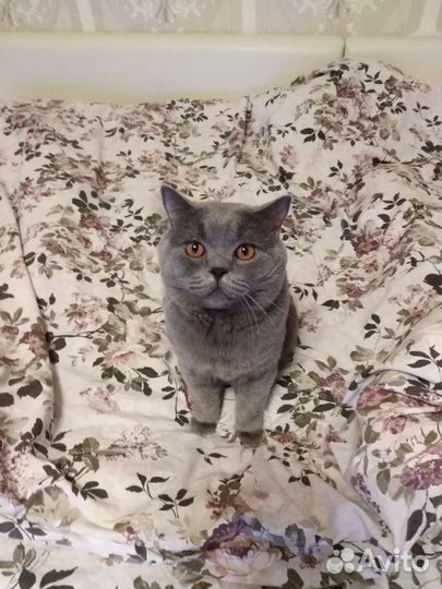 Вязка британец кот