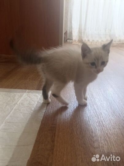 Котик в добрые руки