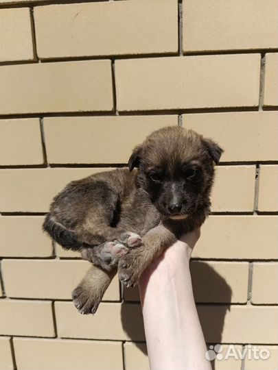 Стаффорд и немка