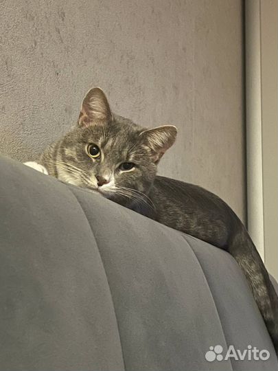 Кот