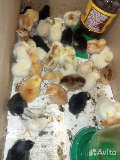 Цыплята суточные несушки