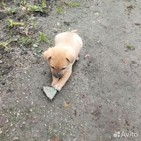 Щенок в добрые руки