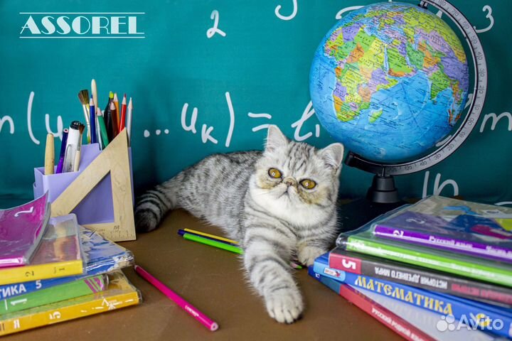 Котята экзоты