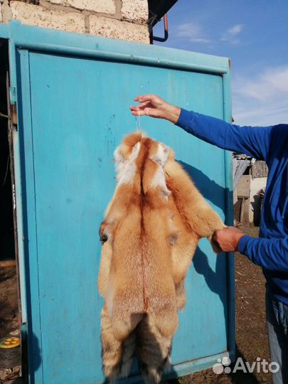 Продам шкуры лис