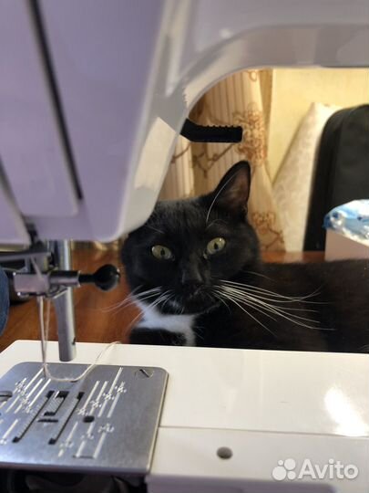 Передержка кошек и собак на время отпуска