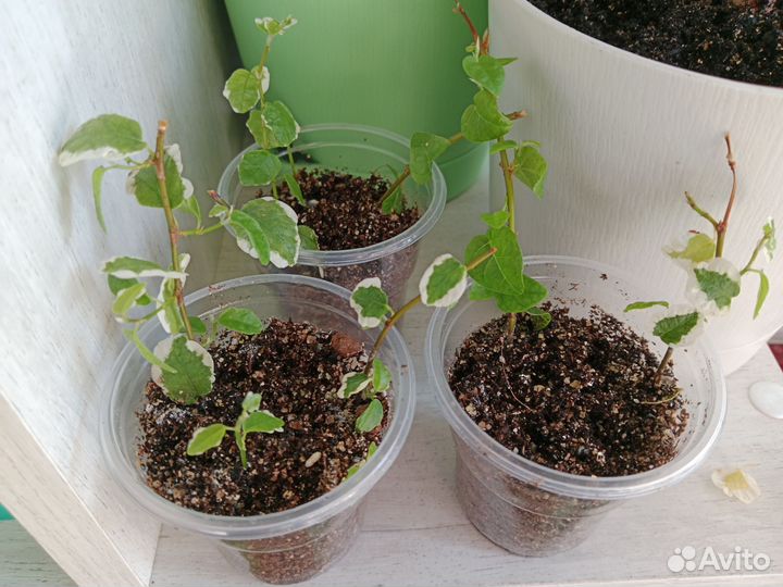 Фикус ампельный