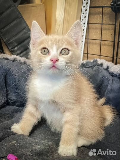 Котенок