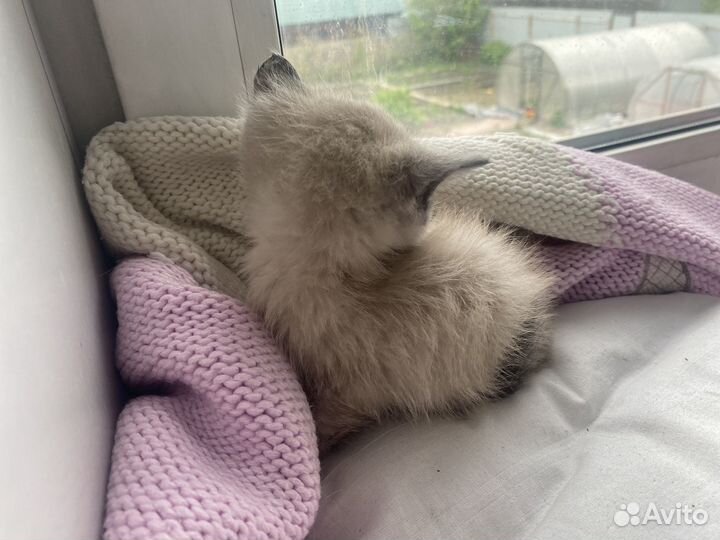 Отдам в добрые руки котят
