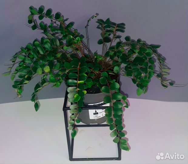 Пеллеи в ассортименте