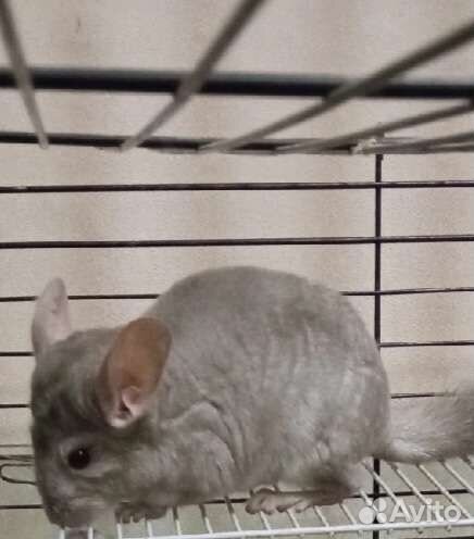 Шиншилла