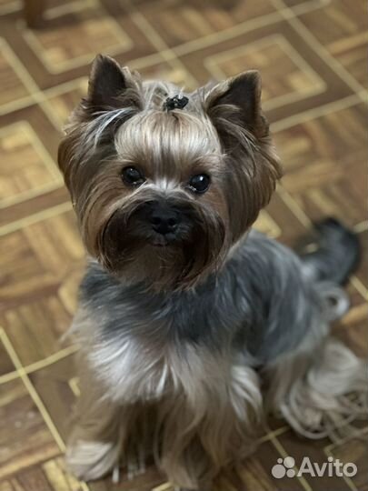 Йоркширский терьер