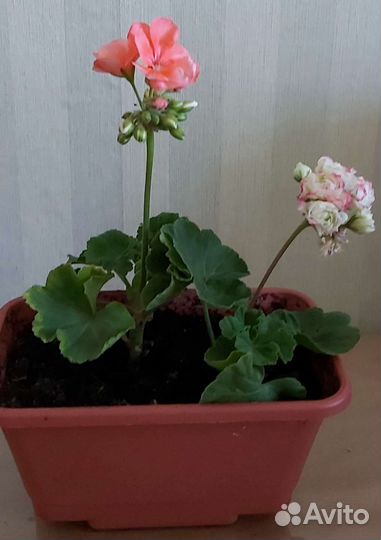 Комнатные растения