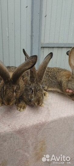 Кролики фландр-великан