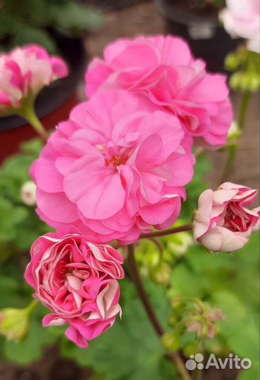 Пеларгония