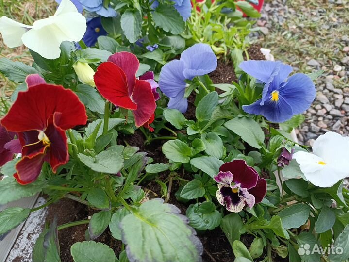 Рассада виолы