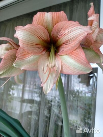 Гиппеаструм амариллис сеянец