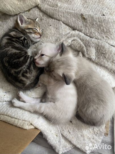 Котята в добрые руки