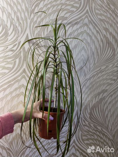 Драцена маргината, толстянка, хлорофитум