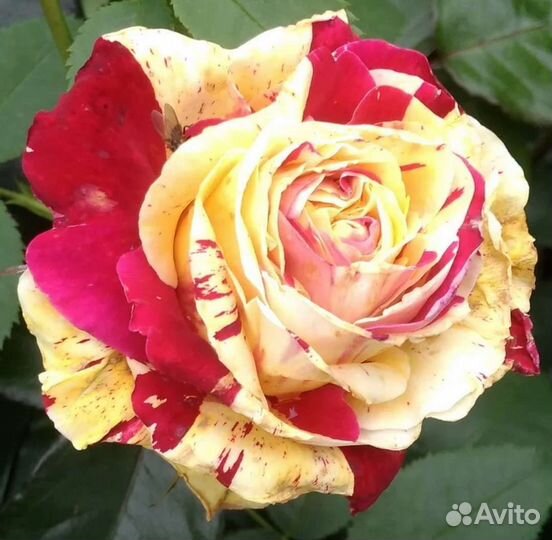 Роза плетистая Ванилла фрейз ароматная крупная