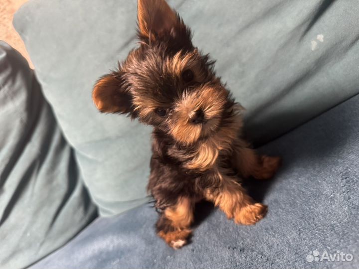 Йоркширский терьер мальчик