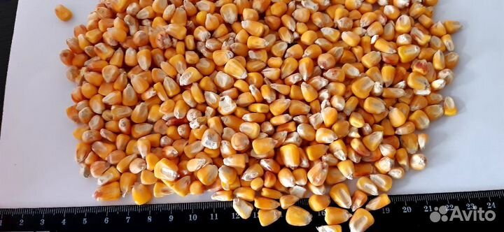 Кукуруза фуражная