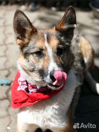 Собака в добрые руки