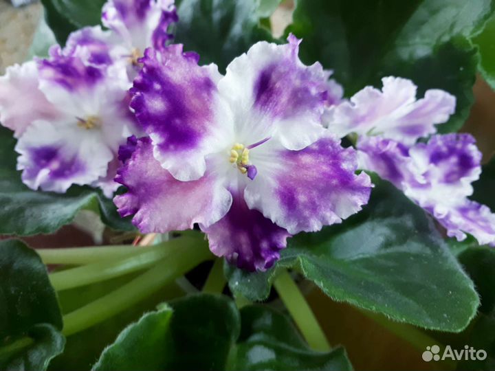 Фиалки список сортов