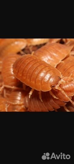 Улитки,мокрицы Porcellio laevis Orange