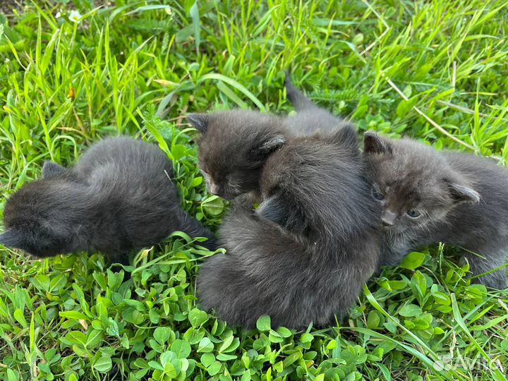 Котята в добрые руки