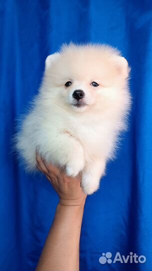 Померанский шпиц