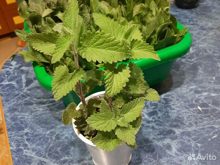 Чеснок однозубковый на посадку Мята,мелисса,щавель