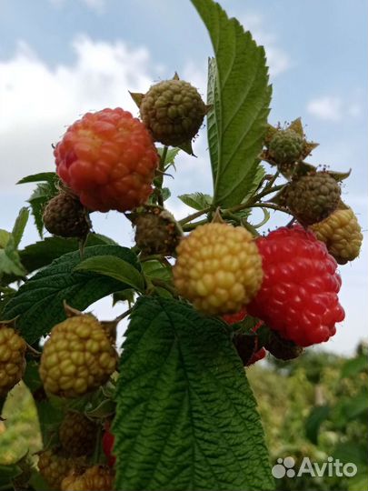 Ягоды малины