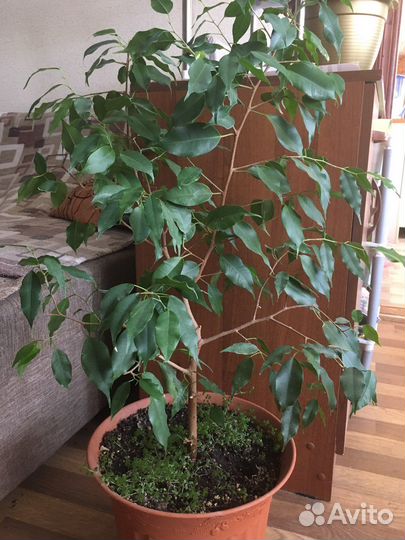 Фикус бенджамина Даниэль