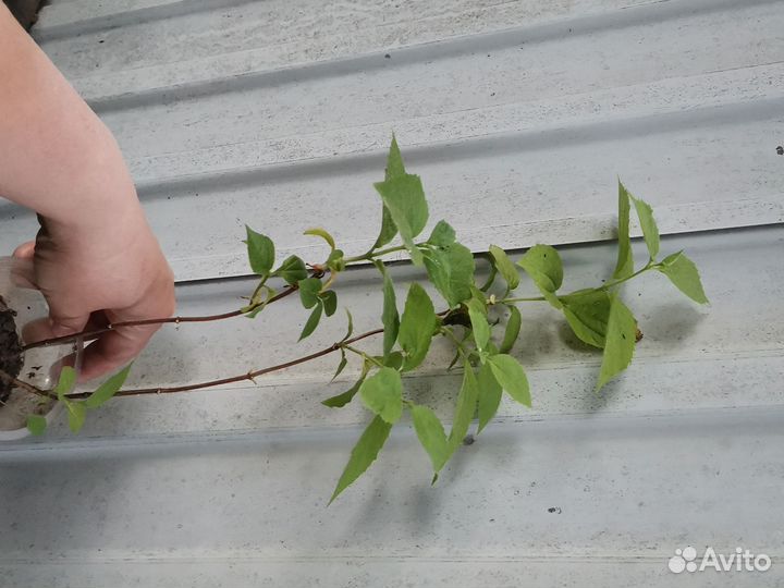 Чубушник (жасмин)