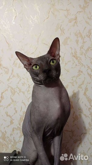 Донской сфинкс вязка