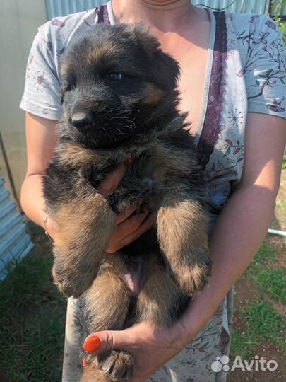 Щенки немецкой овчарки