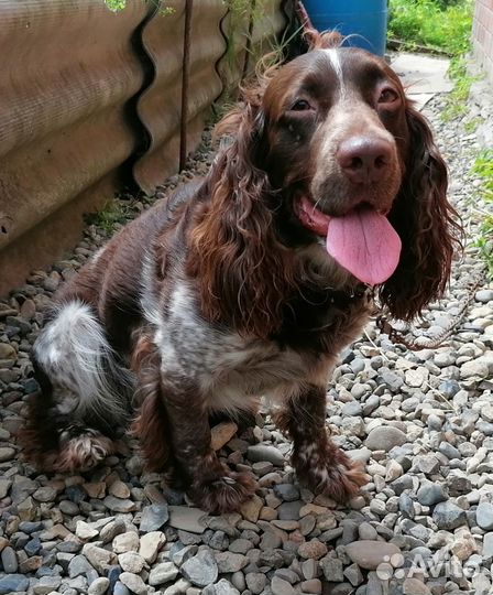 Русский охотничий спаниель.Красавик.Вязка