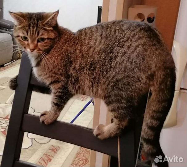 Британская кошечка