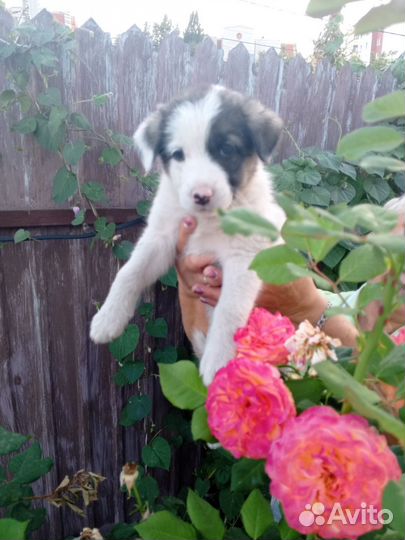 Вислоухая девочка