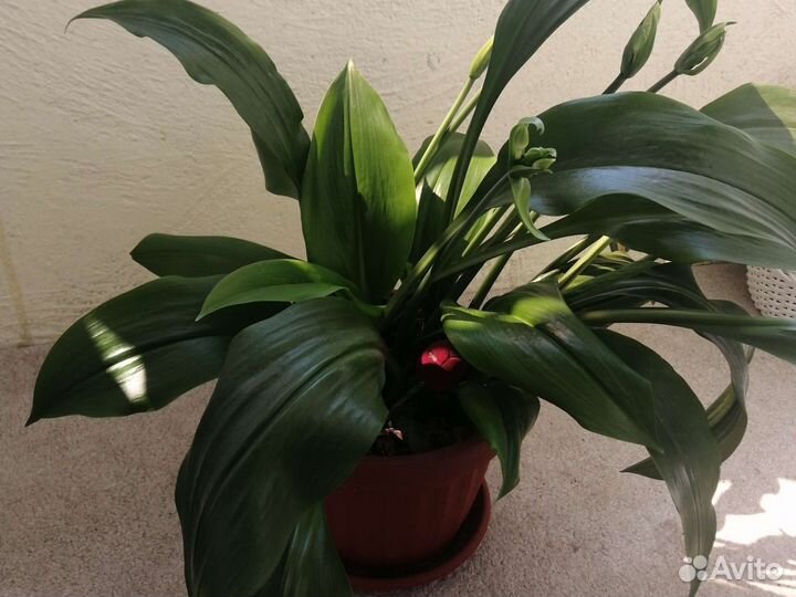 Комнатный цветок