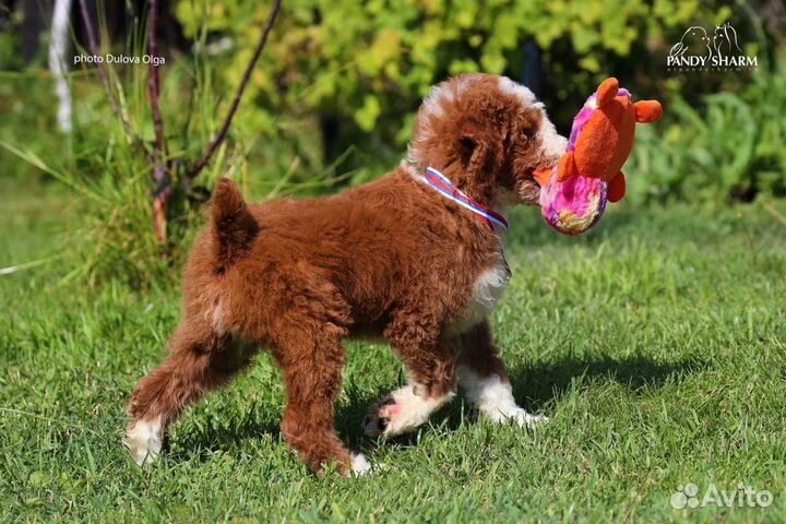 Королевские пудель от заводчика