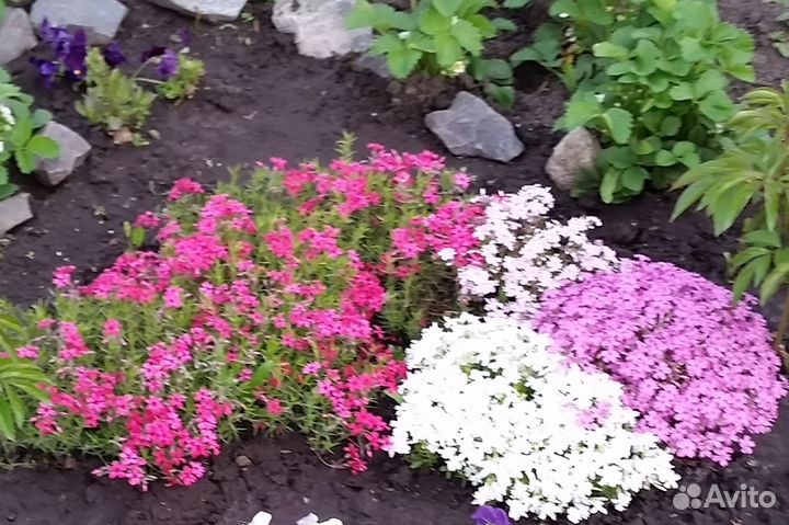 Растения цветы для сада