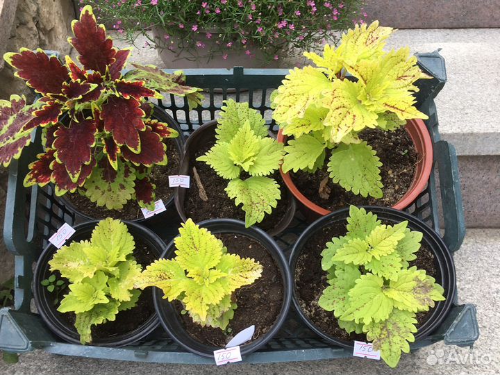 Растения для дома исада